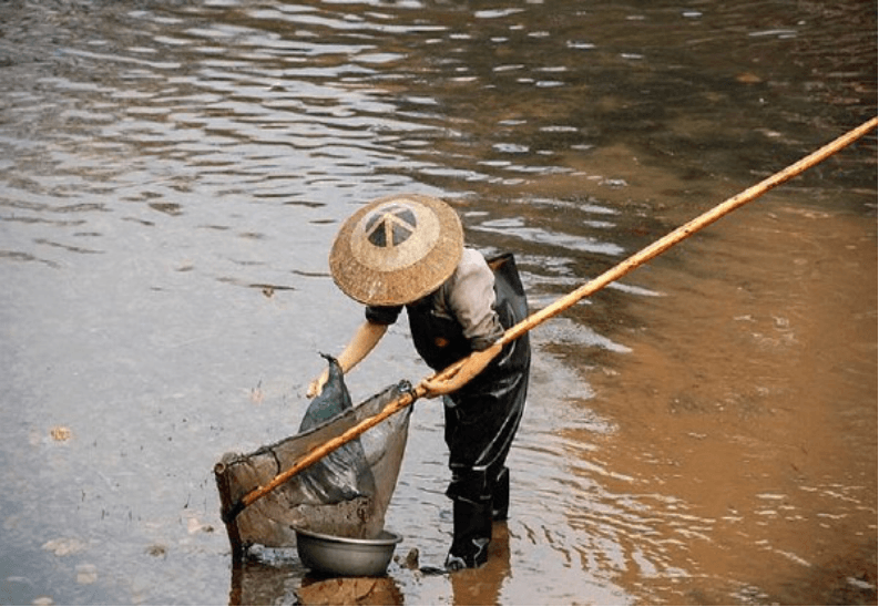 活蝦多級分選機-在線分揀應(yīng)用案例 活蝦多級分選機-在線分揀應(yīng)用案例